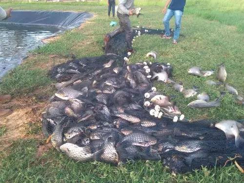 NUTRIÇÃO ][ Tocantins e Embrapa lançam guia essencial para alimentação de tambaqui